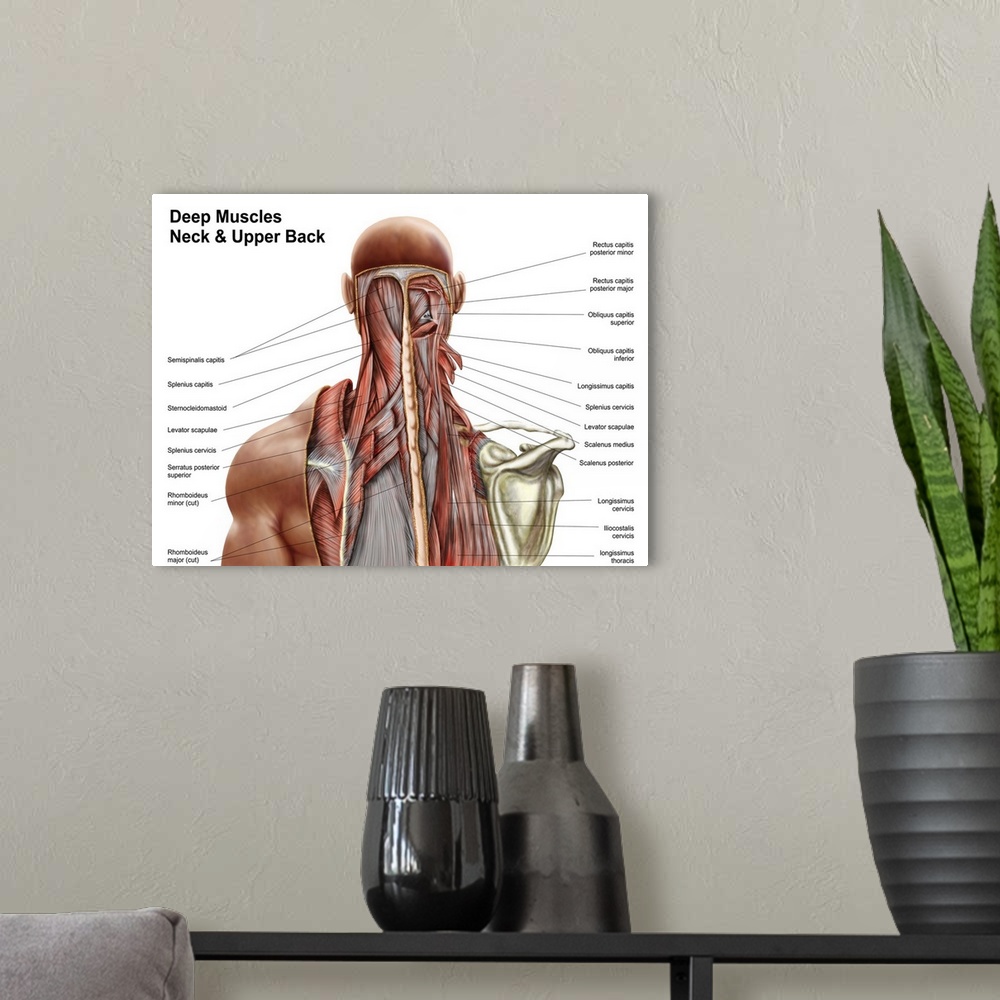 A modern room featuring Human anatomy showing deep muscles in the neck and upper back.