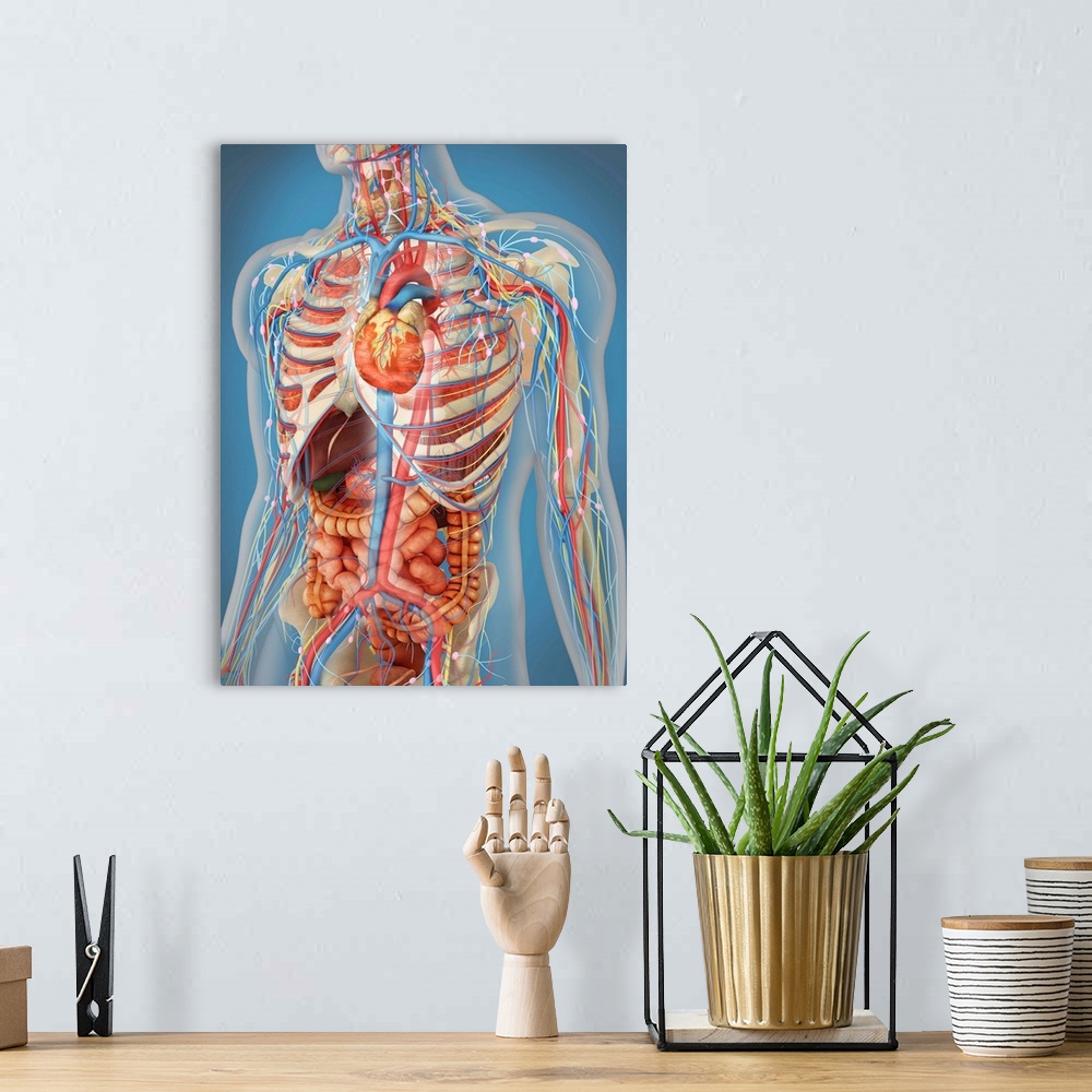 A bohemian room featuring Transparent human body showing heart and main circulatory system position with internal organs, n...
