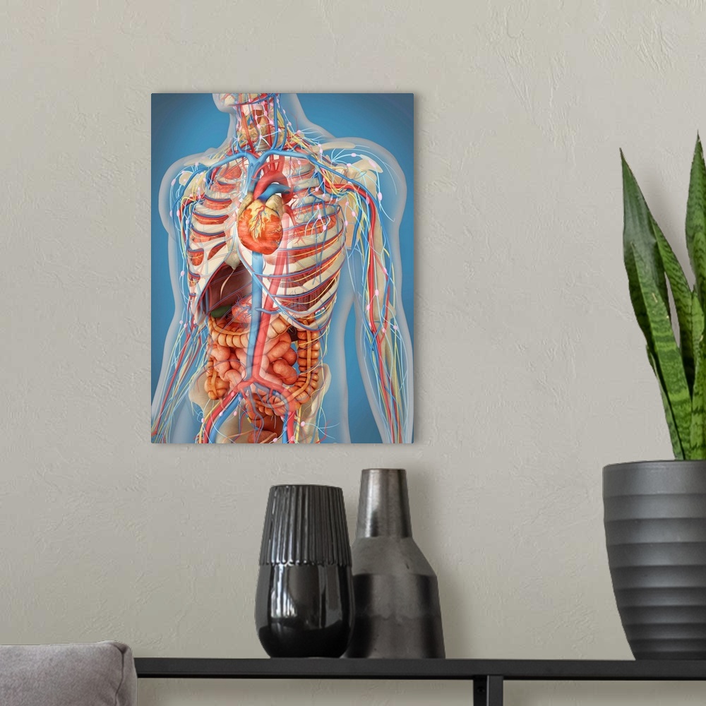 A modern room featuring Transparent human body showing heart and main circulatory system position with internal organs, n...