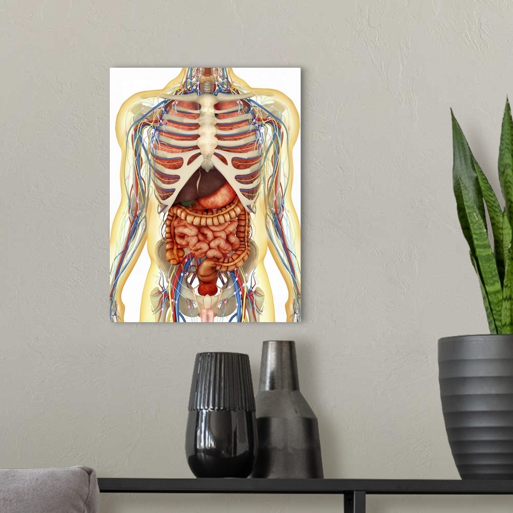 A modern room featuring Transparent human body with internal organs, nervous system, lymphatic system and circulatory sys...