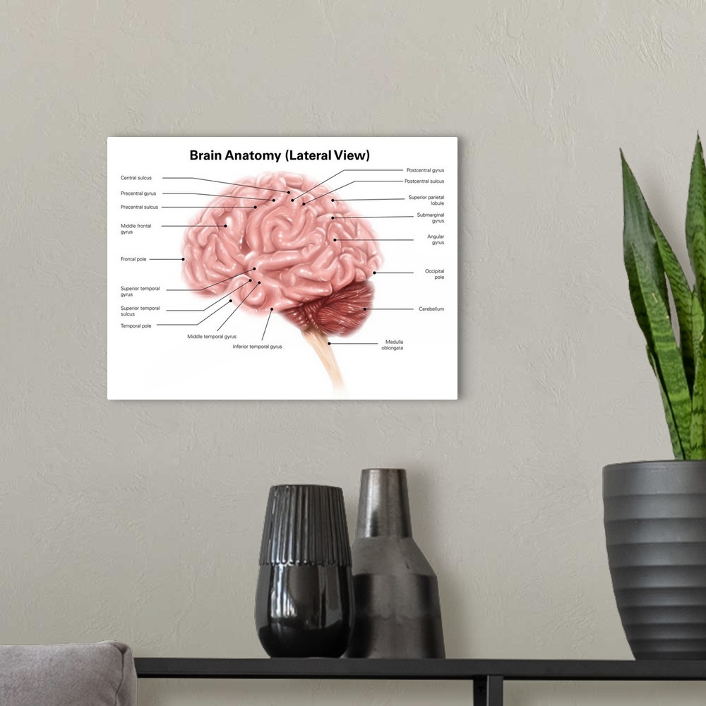 A modern room featuring Human brain anatomy, lateral view.