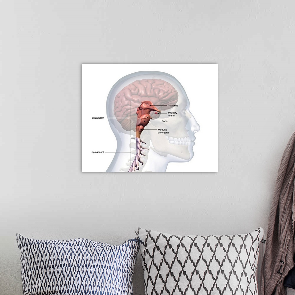 A bohemian room featuring Human brain stem and spinal cord labeled on white background.