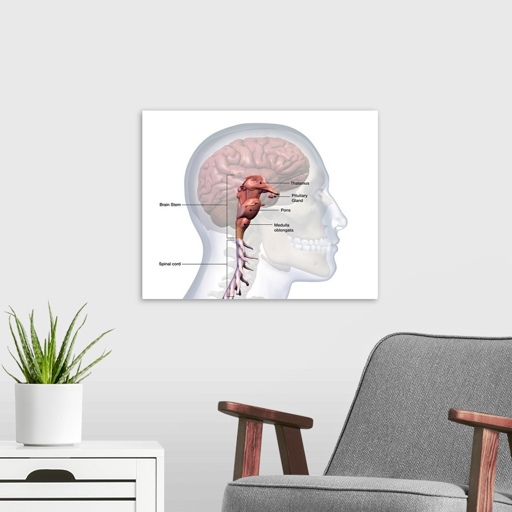 A modern room featuring Human brain stem and spinal cord labeled on white background.