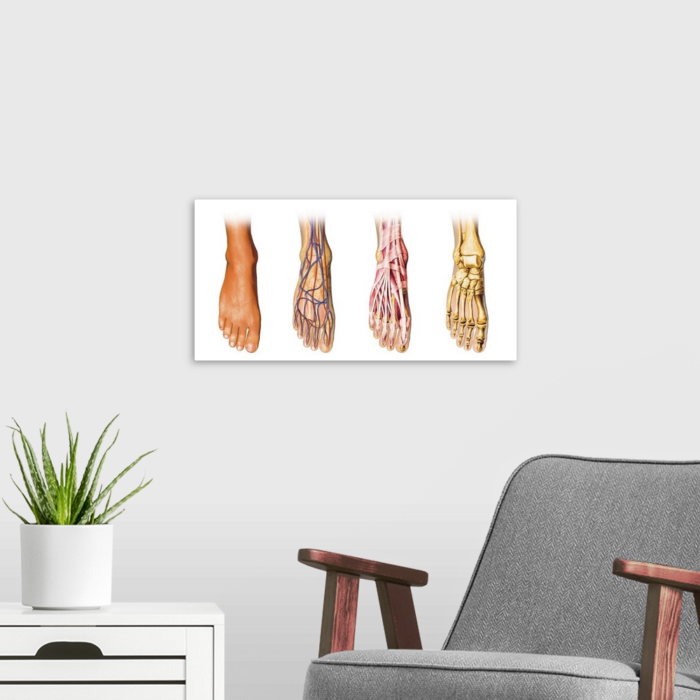 A modern room featuring Human foot anatomy showing skin, veins, arteries, muscles, and bones, cutaway view.