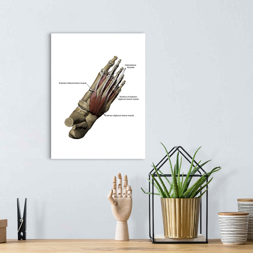 A bohemian room featuring Human foot showing the dorsal intermediate muscles and bone structures with annotations.