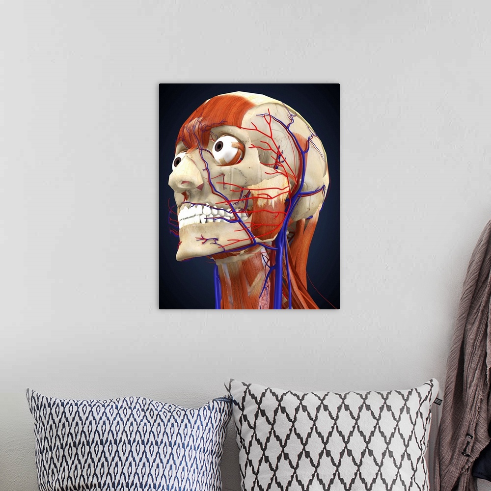A bohemian room featuring Human head with bone, muscles and circulatory system.