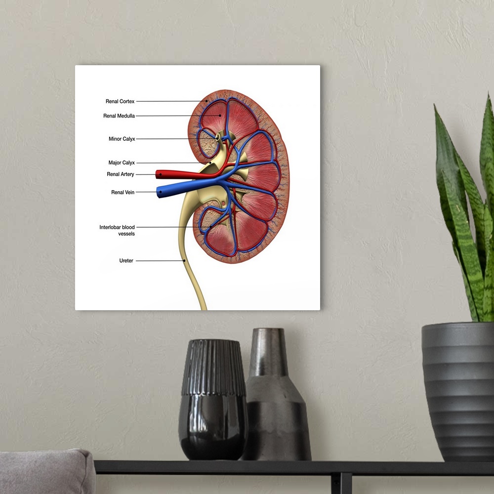 A modern room featuring Human kidney anatomy, cross section with labels.