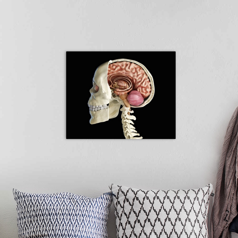 A bohemian room featuring Human skull mid sagittal cross-section with brain.