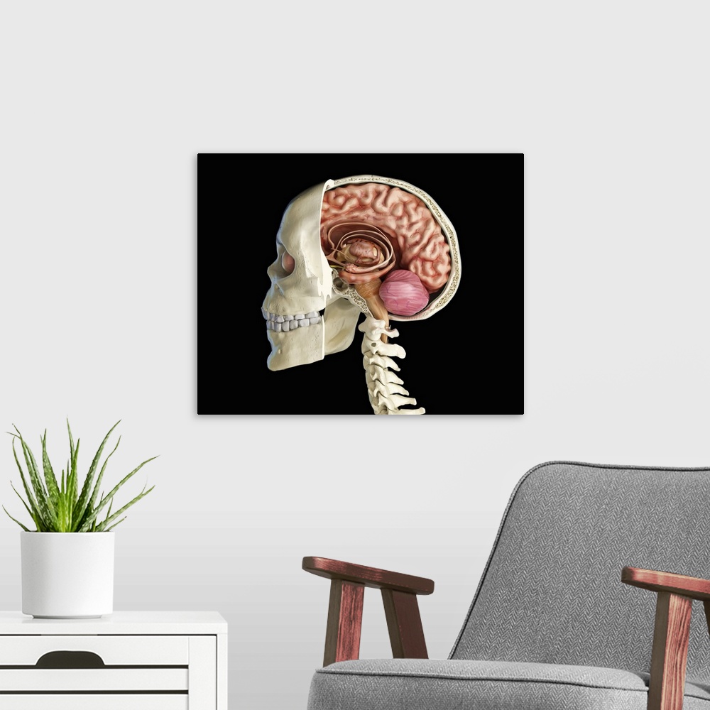 A modern room featuring Human skull mid sagittal cross-section with brain.