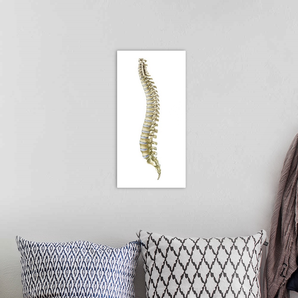 A bohemian room featuring Human spine, side view.