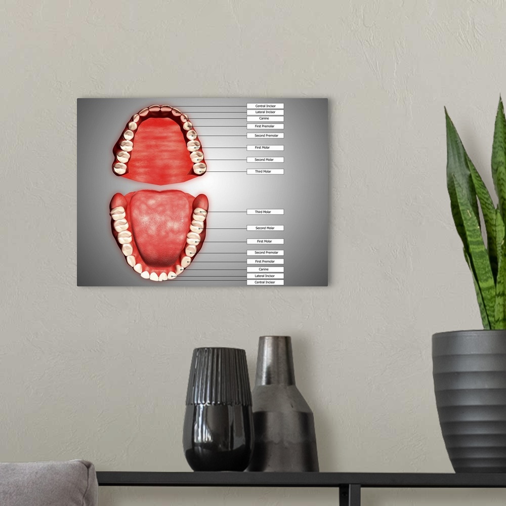 A modern room featuring Human teeth structure with labels.