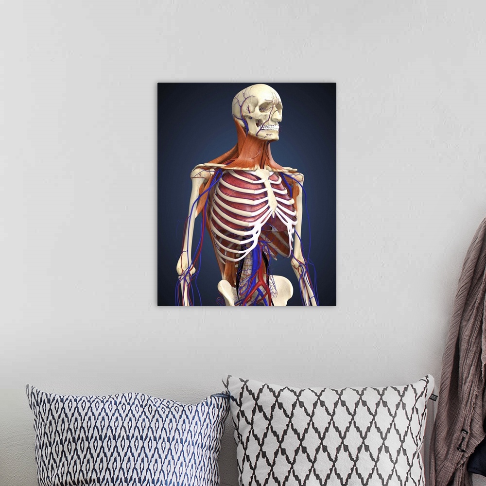 A bohemian room featuring Human upper body showing bones, lungs and circulatory system.
