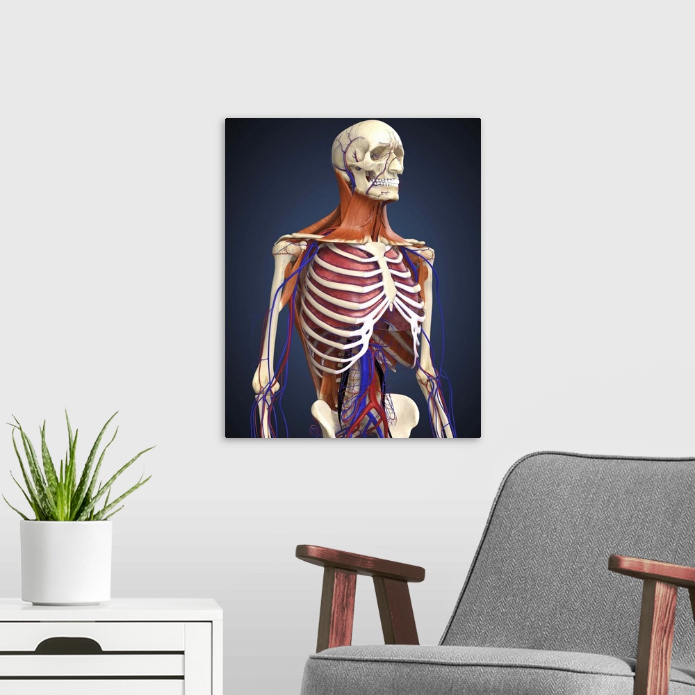 A modern room featuring Human upper body showing bones, lungs and circulatory system.