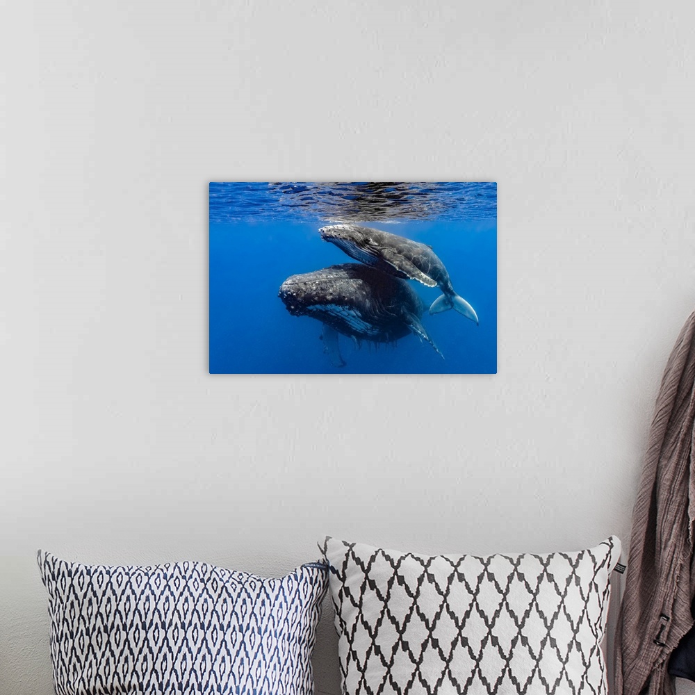 A bohemian room featuring Humpback whale (Megaptera novaeangliae) mother and her calf.