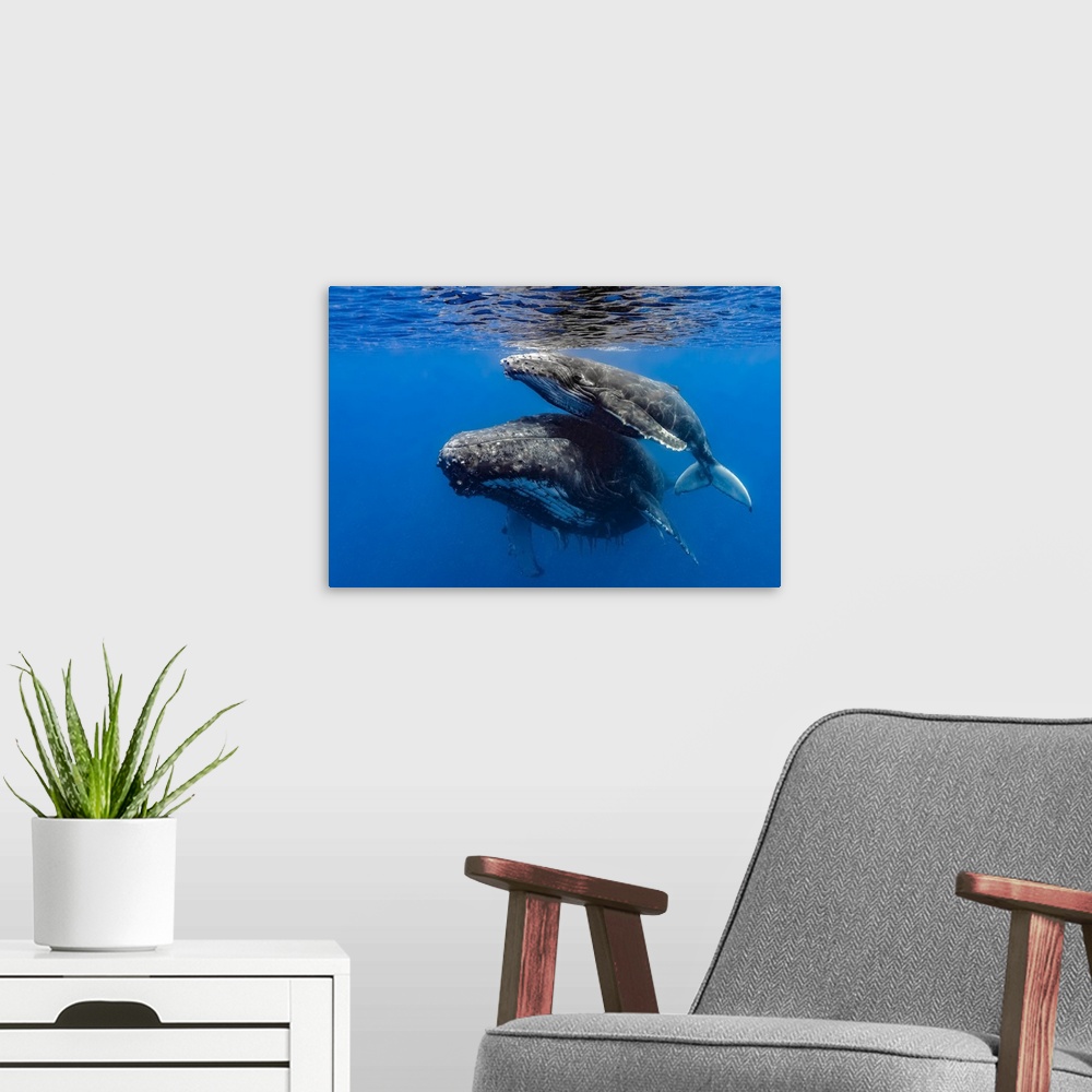 A modern room featuring Humpback whale (Megaptera novaeangliae) mother and her calf.