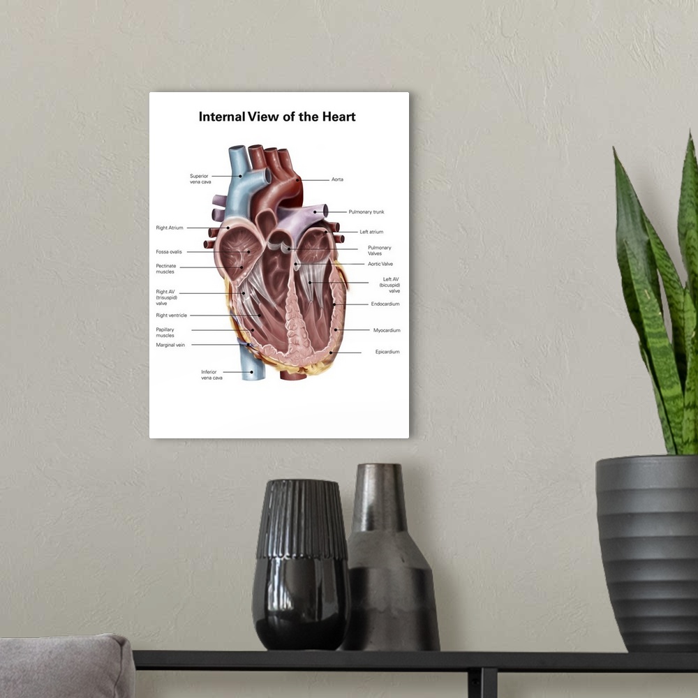 A modern room featuring Internal view of the human heart.
