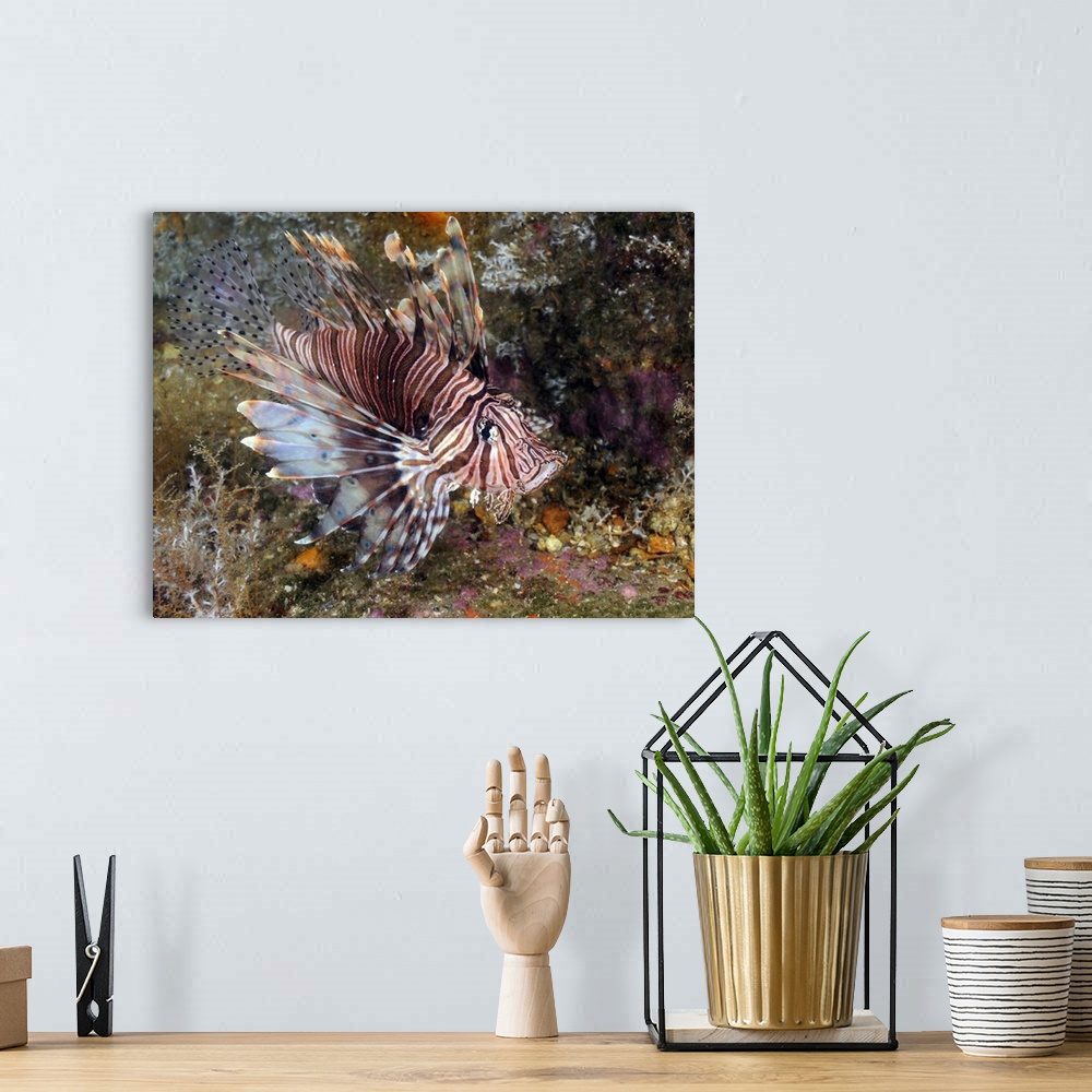 A bohemian room featuring Invasive Indo-Pacific lionfish on wreck in North Carolina.
