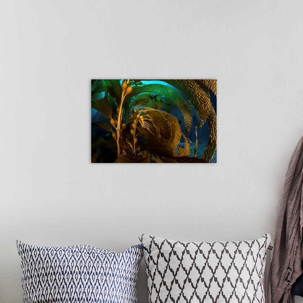 A bohemian room featuring Kelp fronds swaying in the current.