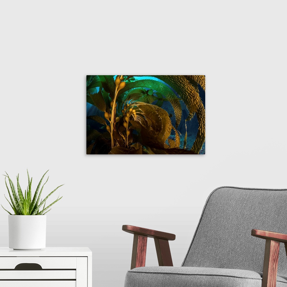 A modern room featuring Kelp fronds swaying in the current.