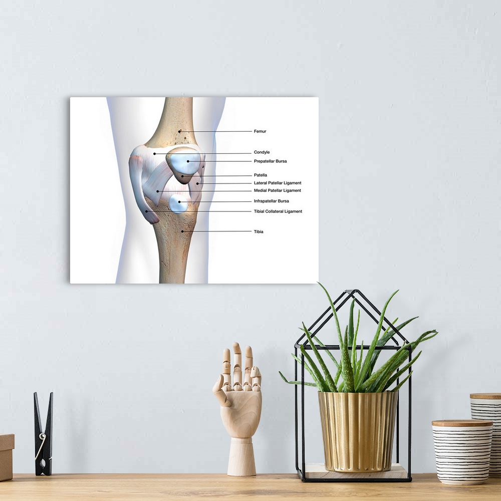 A bohemian room featuring Knee joint bone and connective tissue with labels.