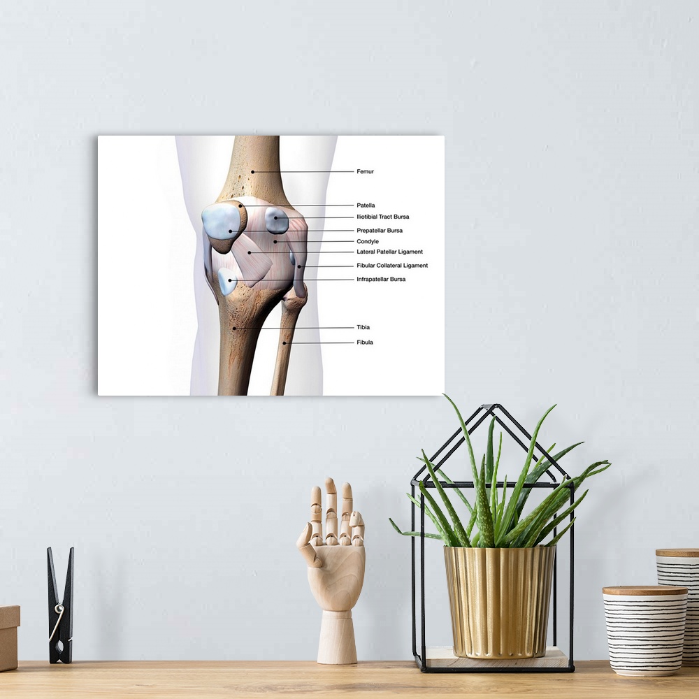 A bohemian room featuring Knee joint bone and connective tissue with labels.