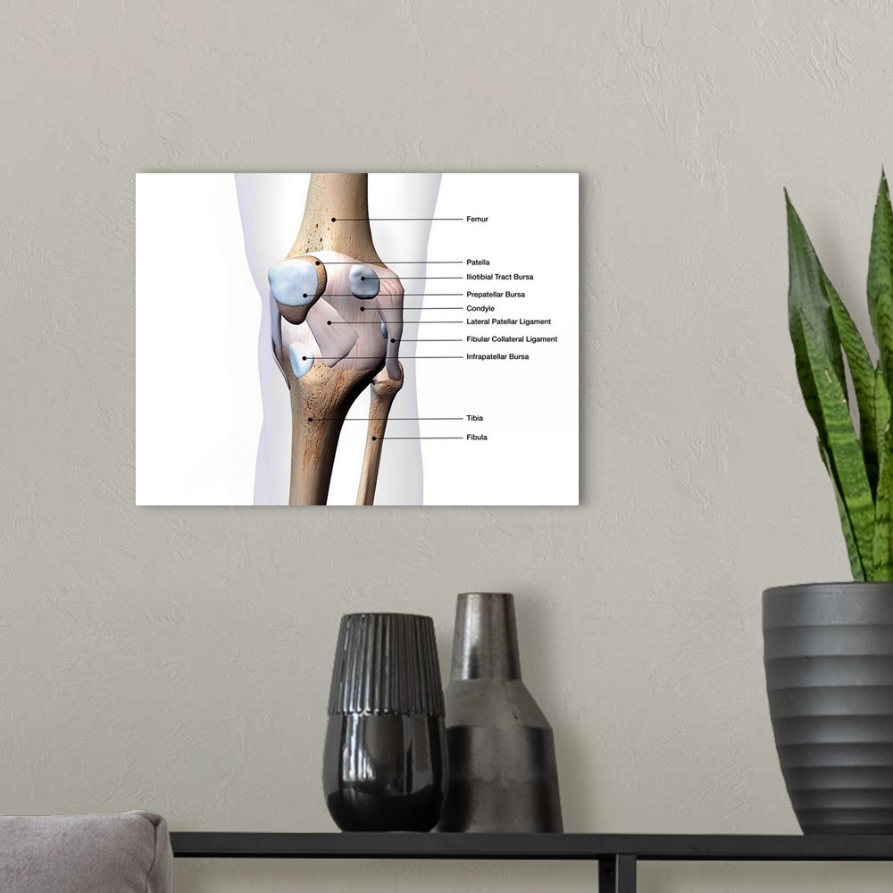 A modern room featuring Knee joint bone and connective tissue with labels.