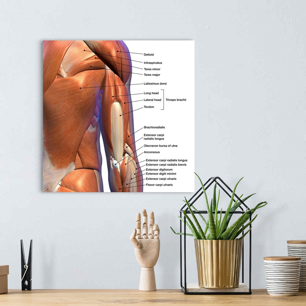 A bohemian room featuring Labeled anatomy chart of male triceps and muscles, on white background.