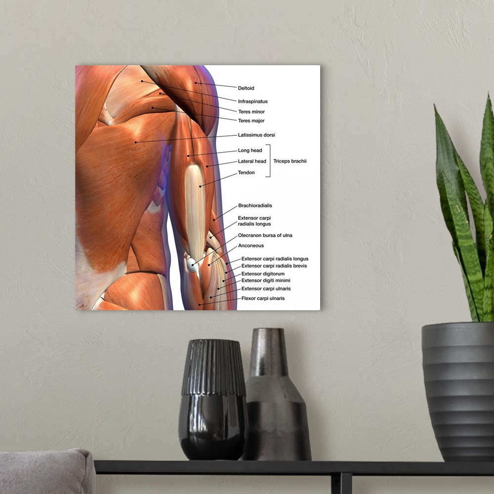 A modern room featuring Labeled anatomy chart of male triceps and muscles, on white background.