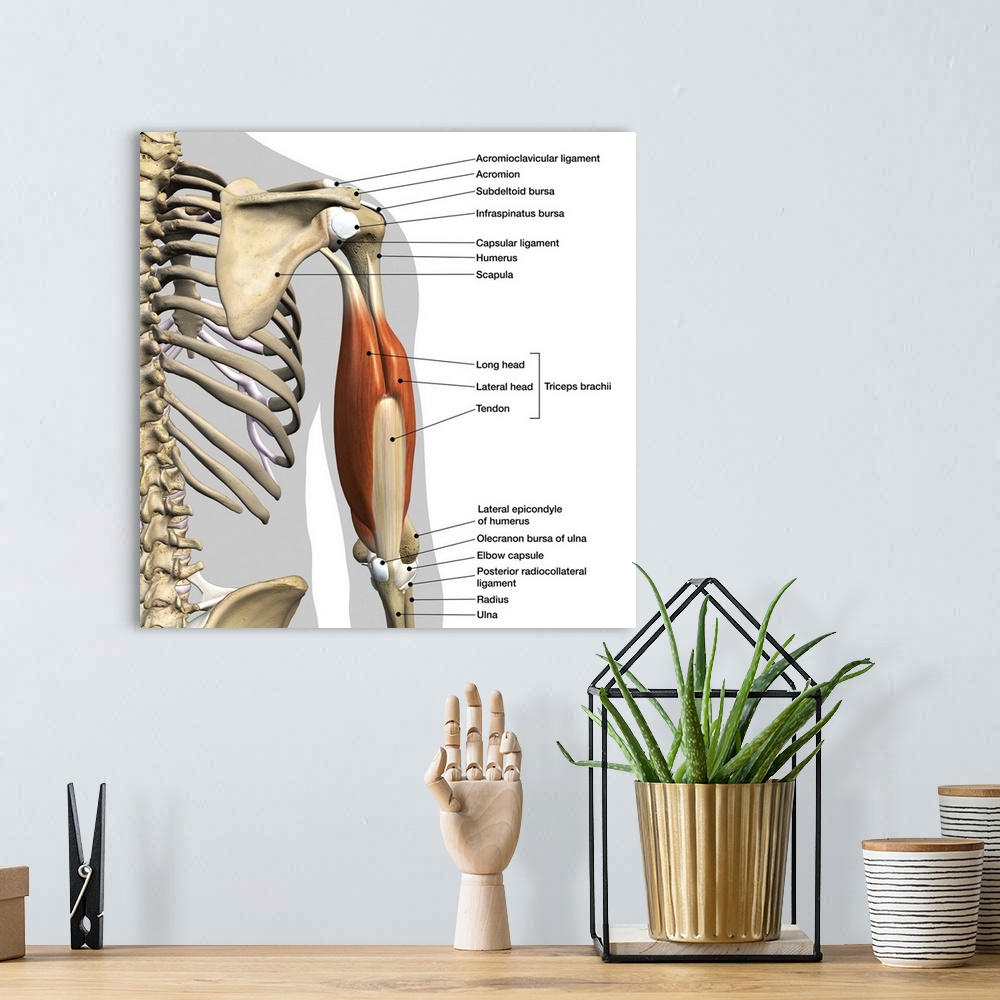 A bohemian room featuring Labeled anatomy chart of male triceps muscles, connective tissue and bones, on white background.