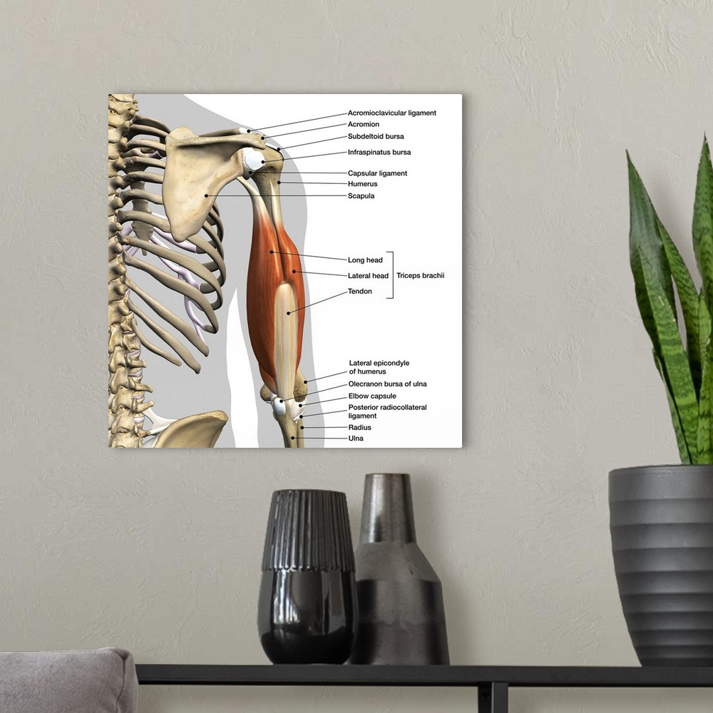 A modern room featuring Labeled anatomy chart of male triceps muscles, connective tissue and bones, on white background.