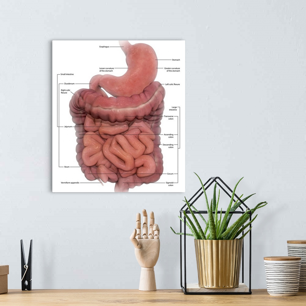 A bohemian room featuring Labeled medical illustration of the human digestive system.