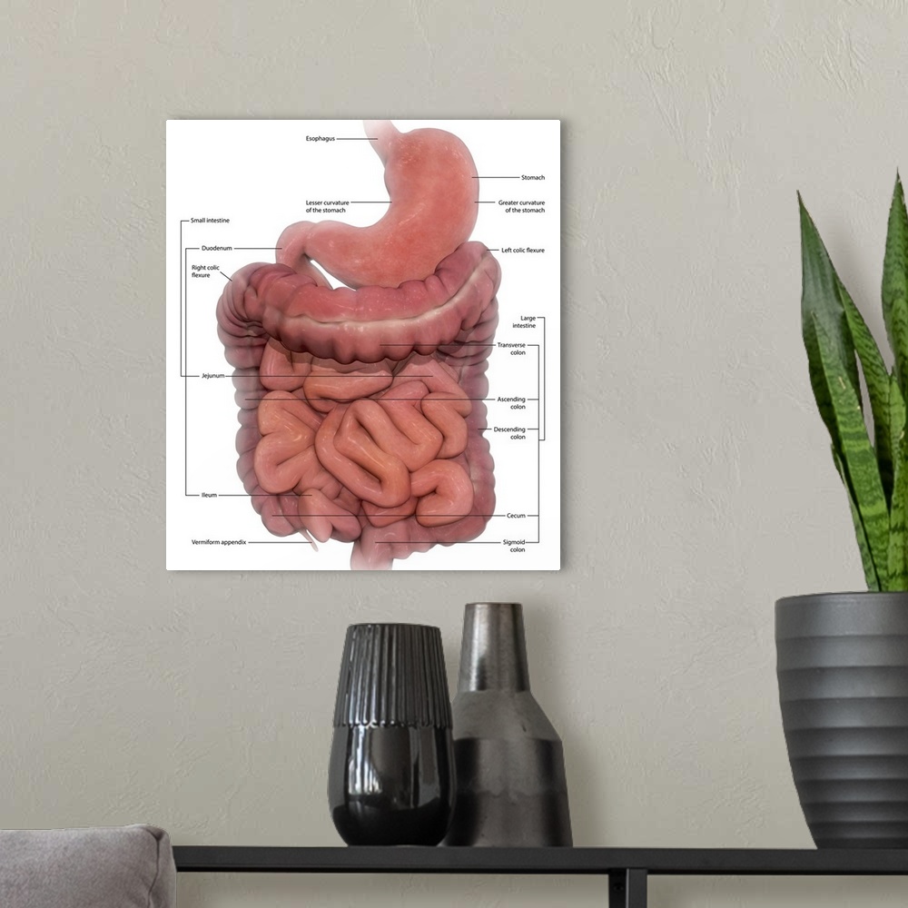 A modern room featuring Labeled medical illustration of the human digestive system.