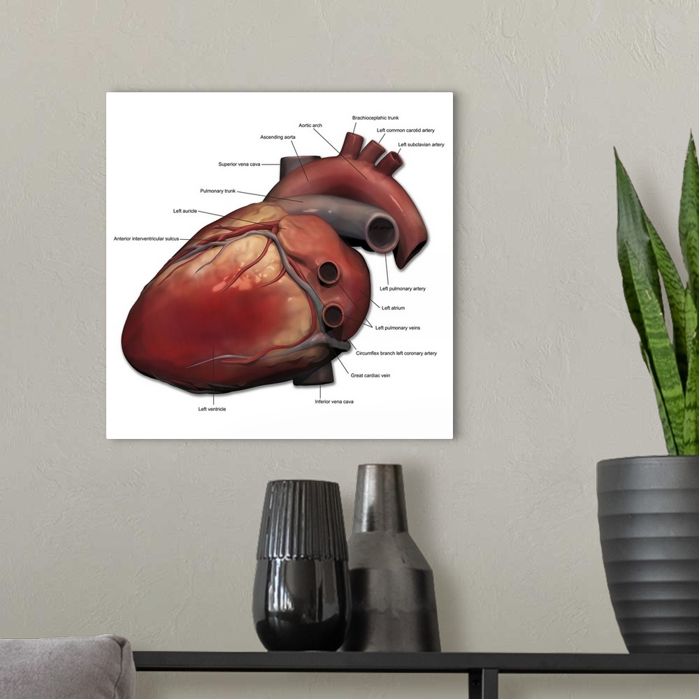 A modern room featuring Lateral view of human heart anatomy.