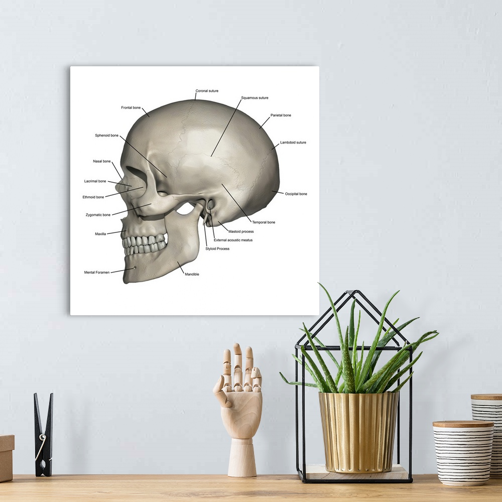 A bohemian room featuring Lateral view of human skull anatomy with annotations.