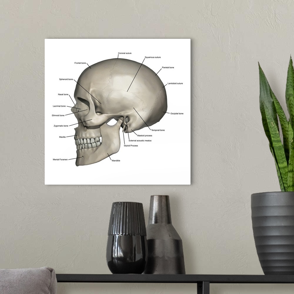 A modern room featuring Lateral view of human skull anatomy with annotations.