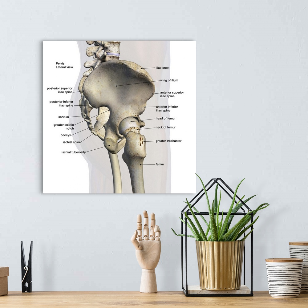 A bohemian room featuring 3D rendering of male pelvis, hip, and leg bones labeled on a white background. Lateral view.