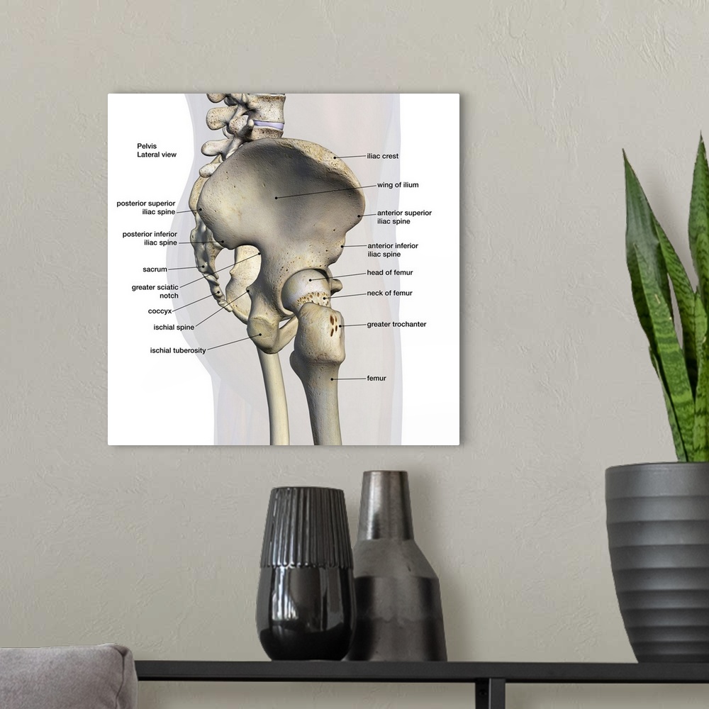 A modern room featuring 3D rendering of male pelvis, hip, and leg bones labeled on a white background. Lateral view.