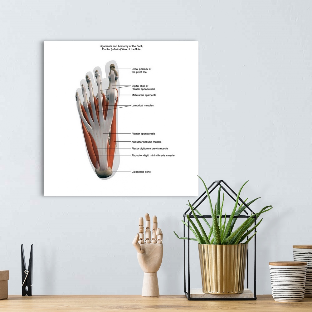 A bohemian room featuring 3D rendering of ligaments and muscles of the human foot, planar view of the sole with labels.