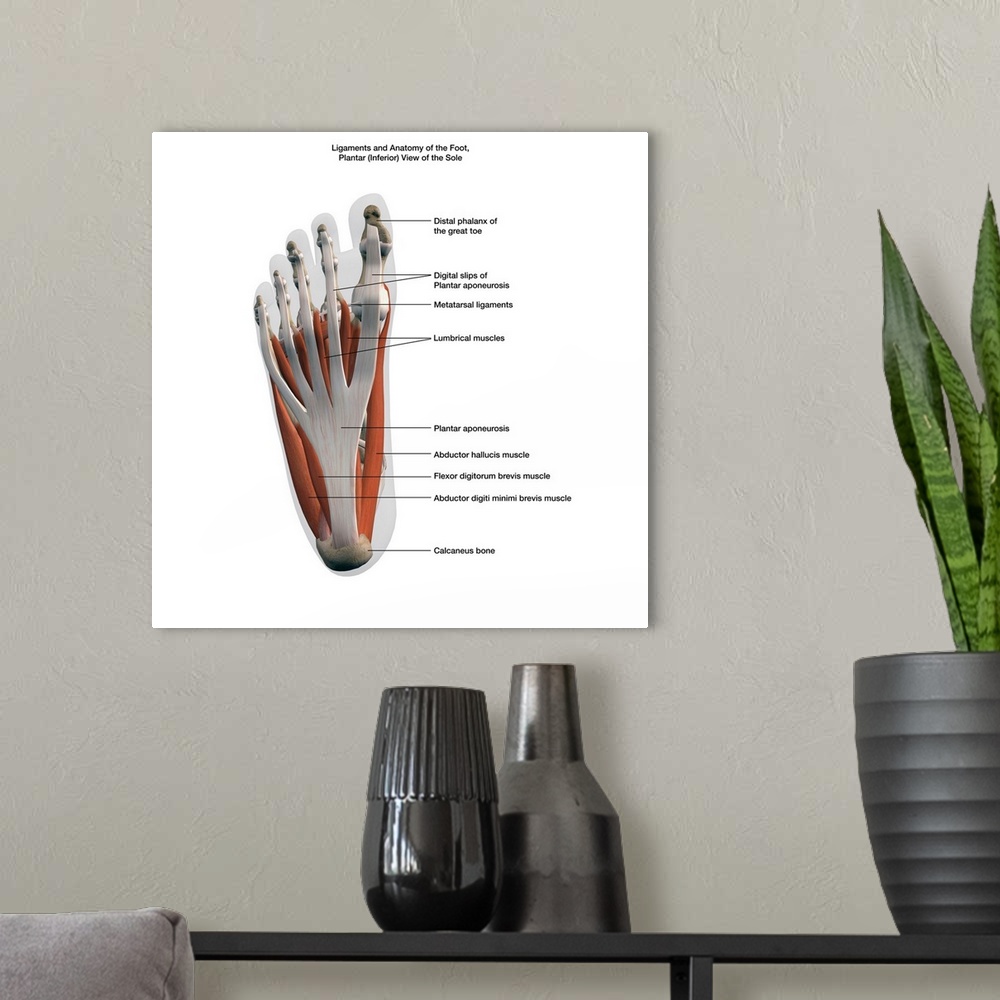 A modern room featuring 3D rendering of ligaments and muscles of the human foot, planar view of the sole with labels.