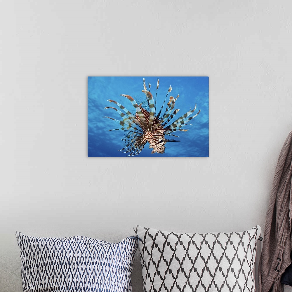 A bohemian room featuring Lionfish displays its poisonous spines, FIji.