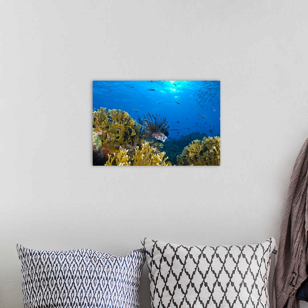 A bohemian room featuring Lionfish foraging amongst corals and reef fish, Papua New Guinea.