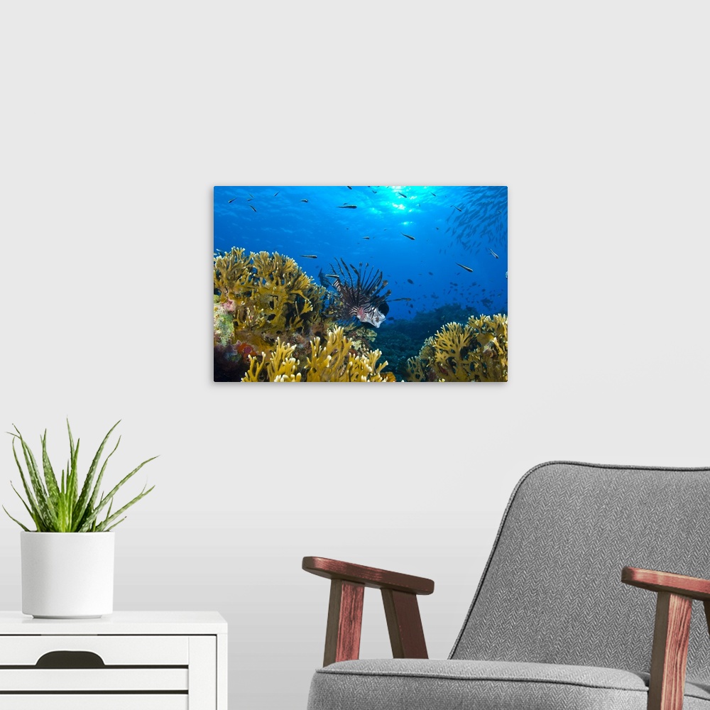 A modern room featuring Lionfish foraging amongst corals and reef fish, Papua New Guinea.