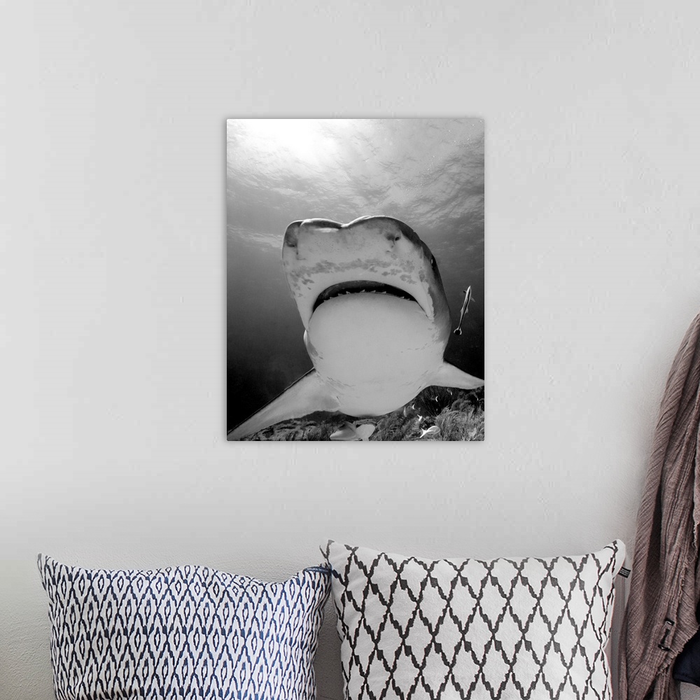 A bohemian room featuring Low angle view of mouth of tiger shark, Tiger Beach, Bahamas.