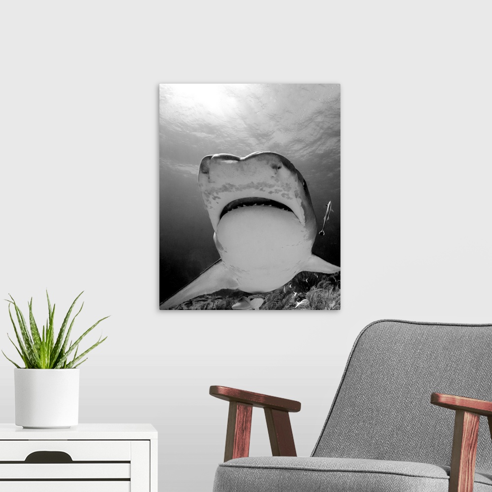 A modern room featuring Low angle view of mouth of tiger shark, Tiger Beach, Bahamas.