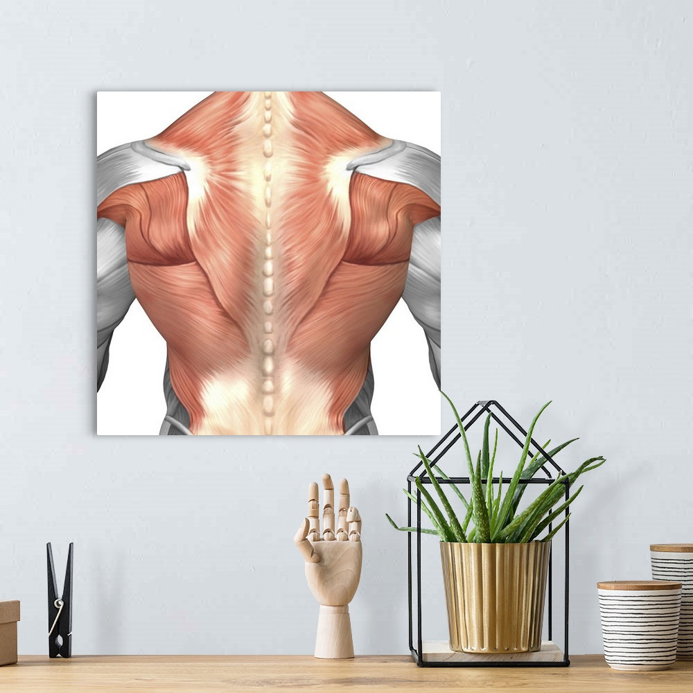 A bohemian room featuring Male muscle anatomy of the human back.