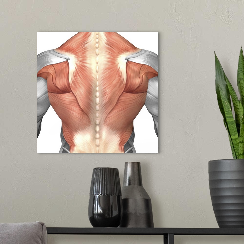A modern room featuring Male muscle anatomy of the human back.