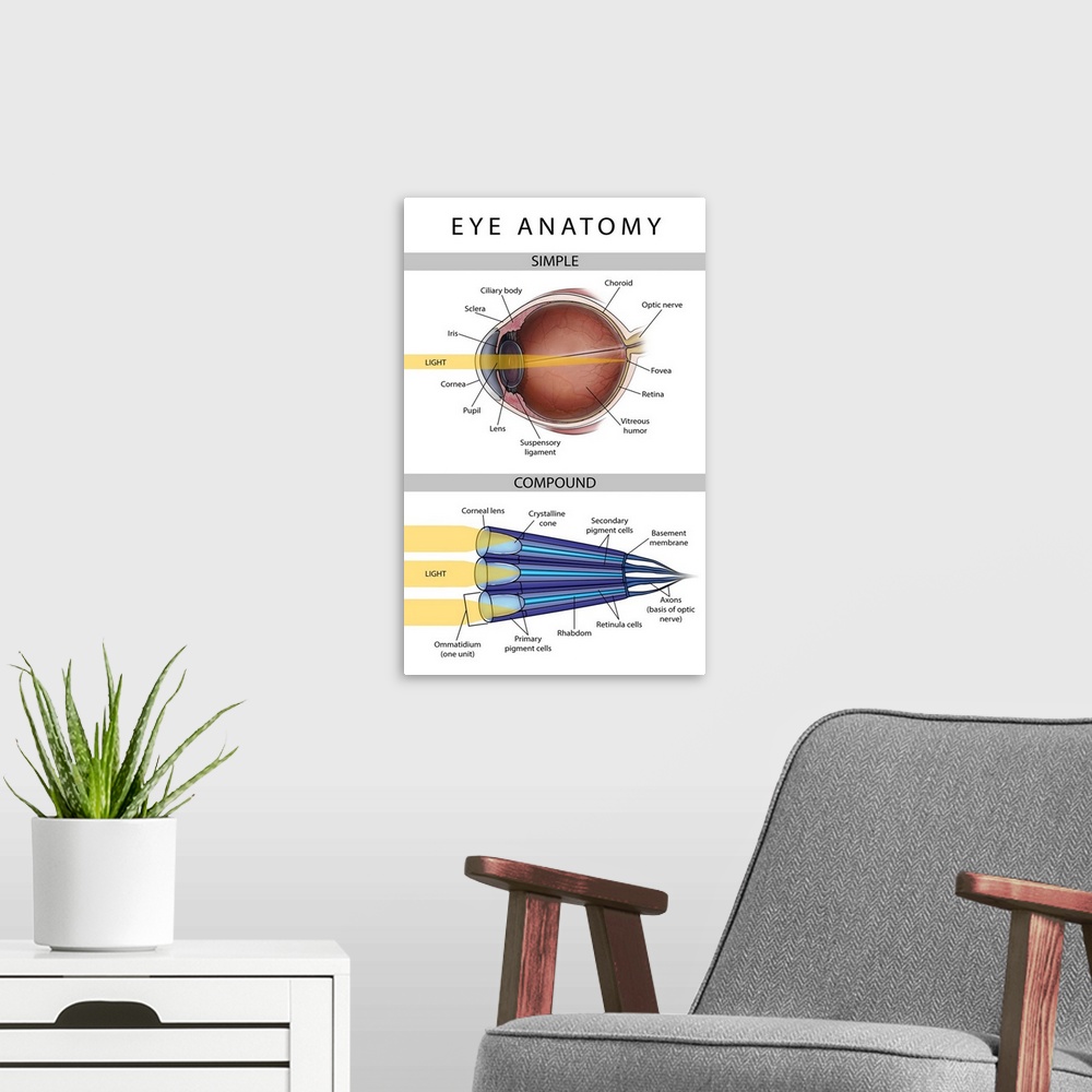 A modern room featuring Medical illustration depicting the differences between simple and compound eyes.