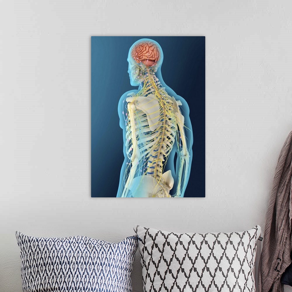 A bohemian room featuring Medical illustration of human brain and brain stem, perspective view.