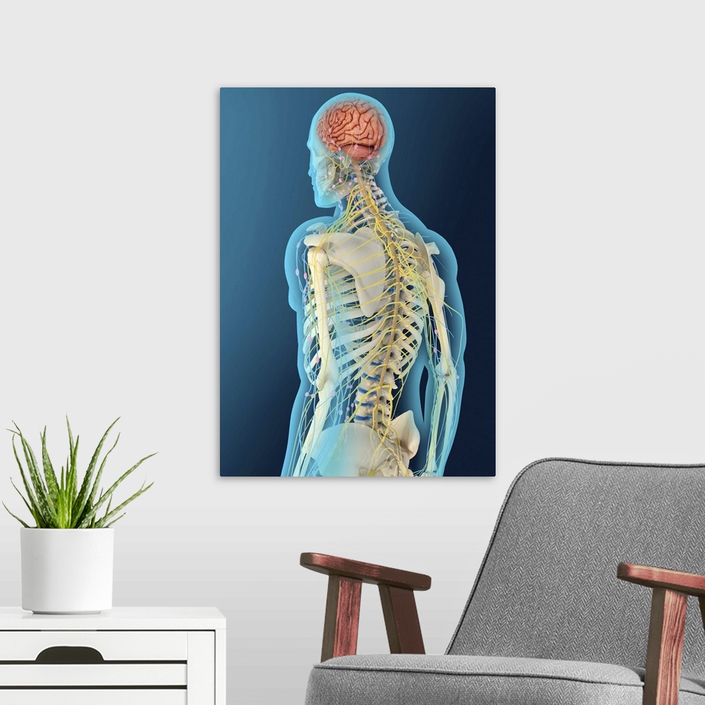 A modern room featuring Medical illustration of human brain and brain stem, perspective view.