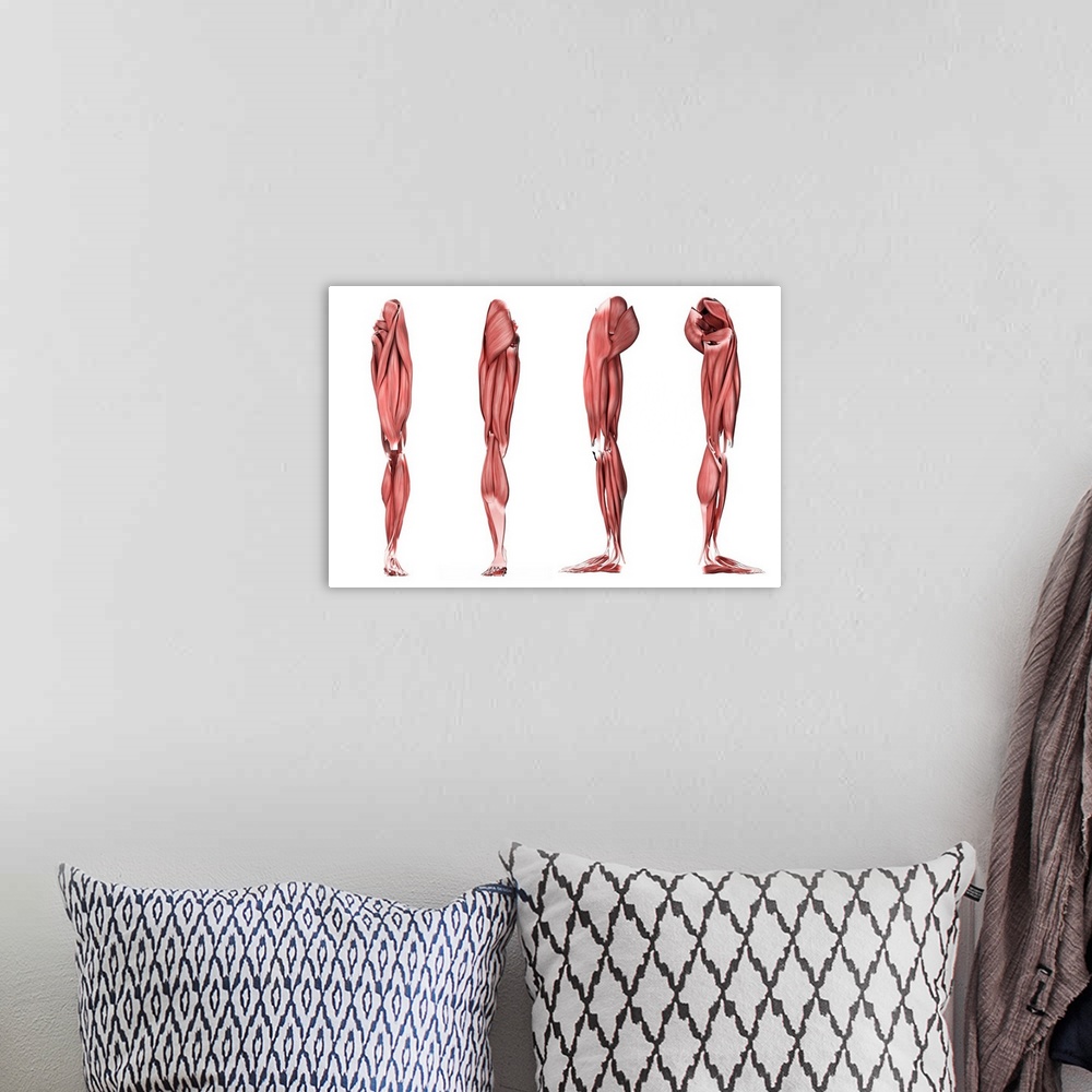 A bohemian room featuring Medical illustration of human leg muscles, four side views.
